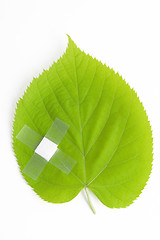 Image showing green leaf bandaged