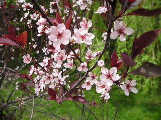 Image showing Pink Dogwood Flowers