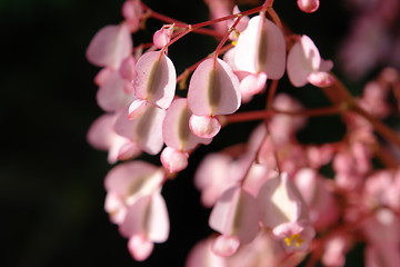 Image showing Pink flowers