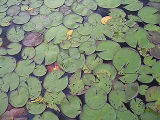 Image showing lilly pads