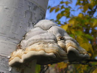 Image showing Mushroom on birch tree