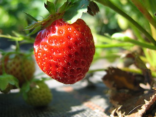 Image showing Strawberry