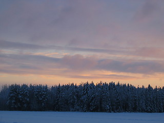 Image showing Forest and sky