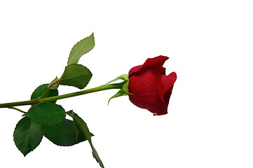 Image showing Red rose