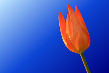 Image showing Orange tulip over bleu