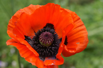 Image showing Orange Poppy