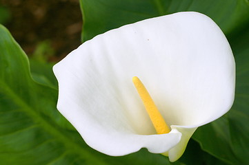 Image showing Solo Calla Lily