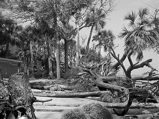 Image showing Hunting Island Beach After Hurricane