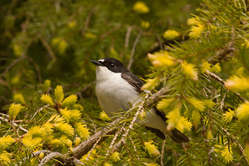 Image showing Pied flycatcher