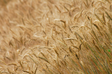 Image showing golden corn field