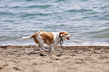 Image showing Dog running on beach