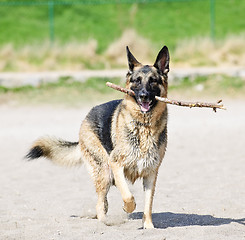 Image showing German Shepherd dog on beach