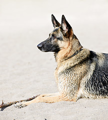 Image showing German Shepherd dog on beach