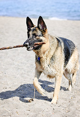 Image showing German Shepherd dog on beach