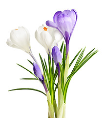 Image showing Spring crocus flowers