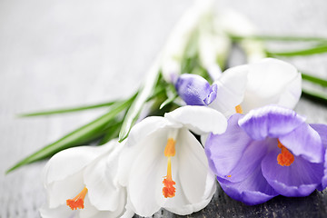 Image showing Spring crocus flowers