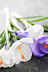 Image showing Spring crocus flowers