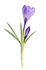 Image showing Spring crocus flower