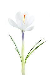 Image showing Spring crocus flower