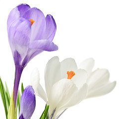 Image showing Spring crocus flowers