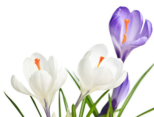 Image showing Spring crocus flowers