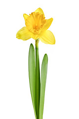 Image showing Spring yellow daffodil