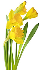 Image showing Spring yellow daffodils