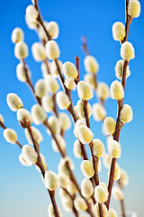 Image showing Spring pussy willows