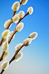 Image showing Spring pussy willows