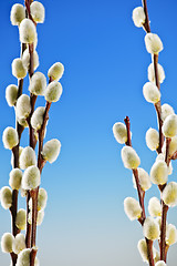 Image showing Spring pussy willows