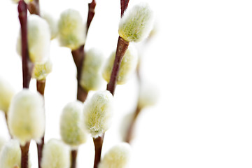 Image showing Spring pussy willows