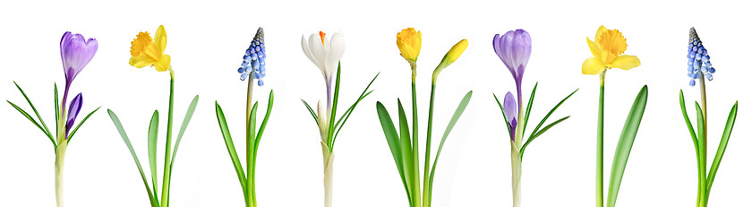 Image showing Spring flowers in a row