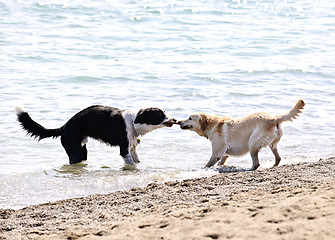 Image showing Two dogs playing on beach