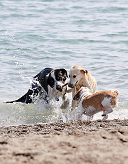 Image showing Three dogs playing on beach