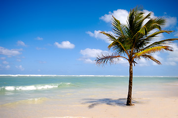 Image showing Palm on beach