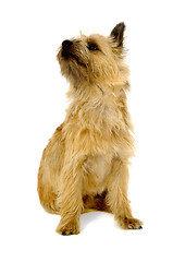 Image showing Cairn Terrier Dog.
