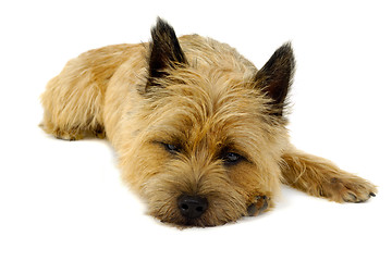 Image showing Resting dog