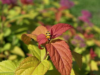 Image showing Ladybug.