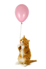 Image showing Cat and balloon