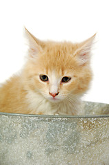 Image showing Kitten in bucket