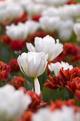 Image showing red and white field of tulips, delicate and beautiful