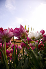 Image showing pinkish tulips