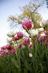 Image showing pink field