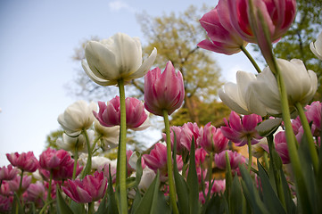 Image showing hudreds of tulips