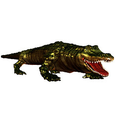 Image showing Alligator 2