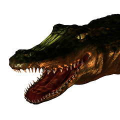 Image showing Alligator