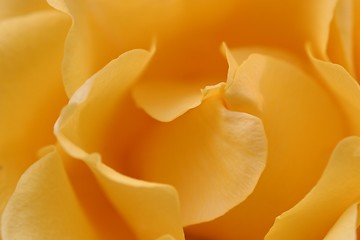 Image showing yellow rose background-soft