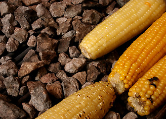 Image showing Corn