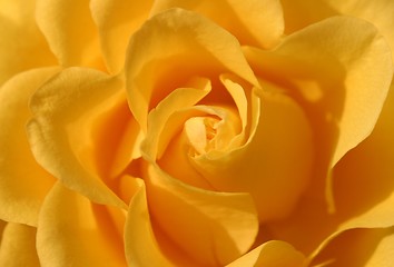 Image showing yellow rose