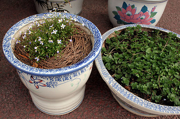 Image showing Pretty flower pots